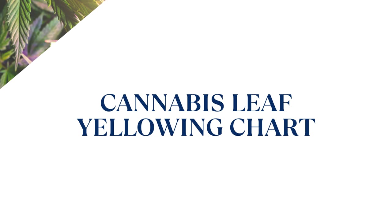 Cannabis Leaf Yellowing Chart