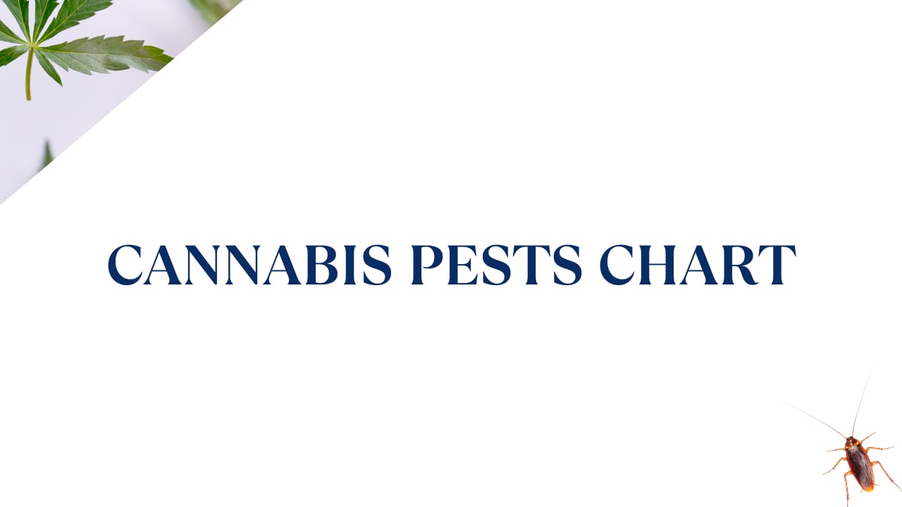 Cannabis Pests Chart