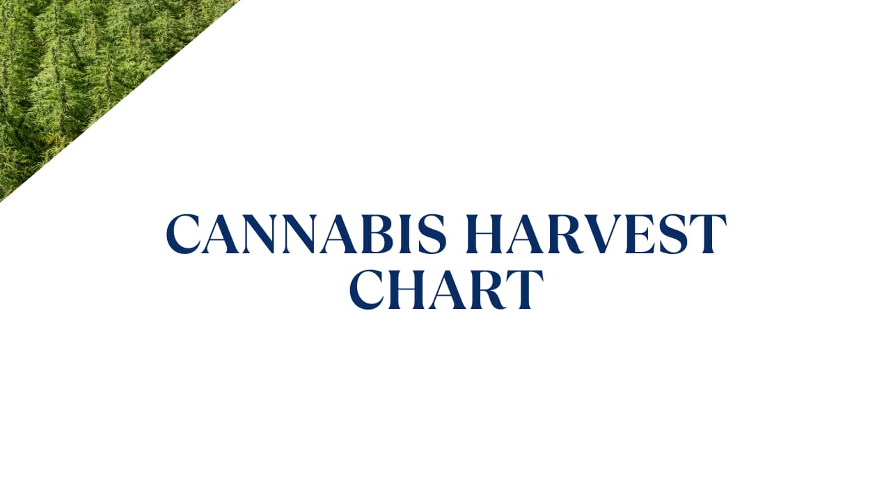 Cannabis Harvest Chart